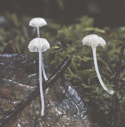 Hemimycena pseudocrispula